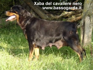 Xaba del cavaliere nero